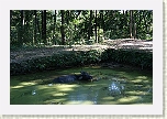 Pokhara - Un búfalo refrescándose en mitad del bosque