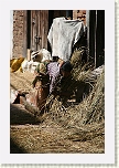 Bhaktapur - Recogiendo la paja cerca de Bolachha Tole